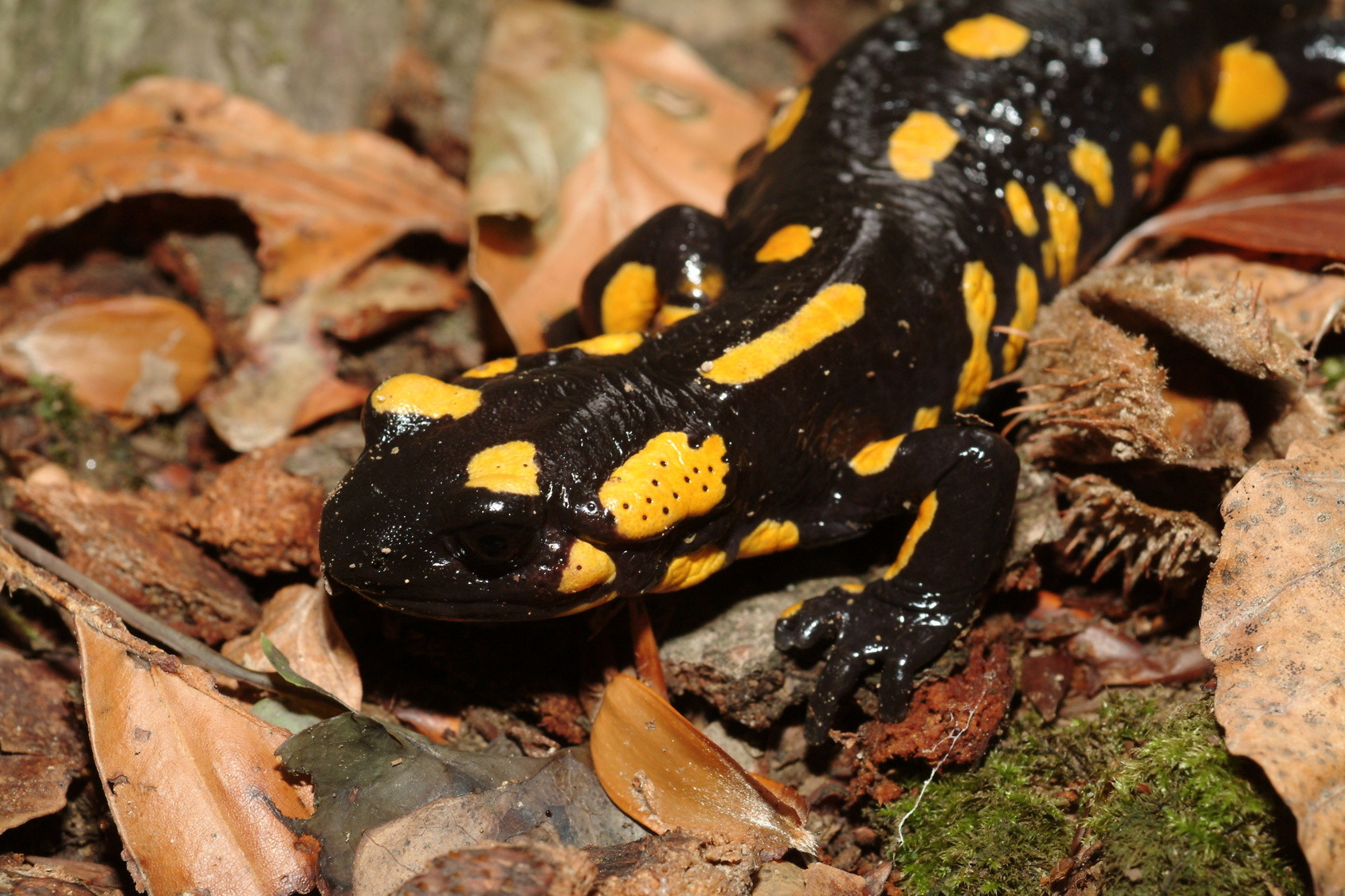 Salamander