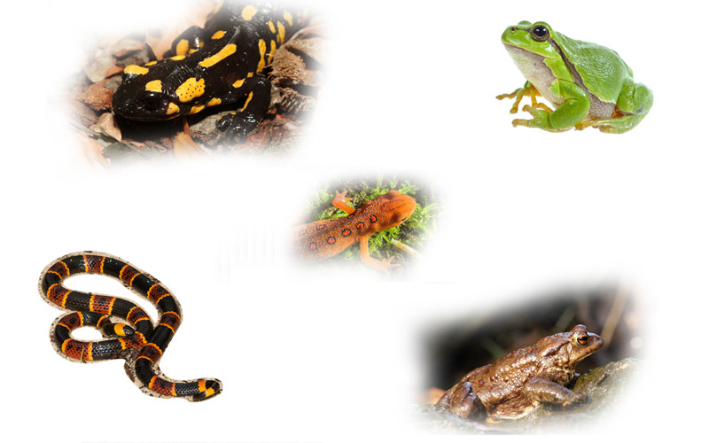 Amphibians