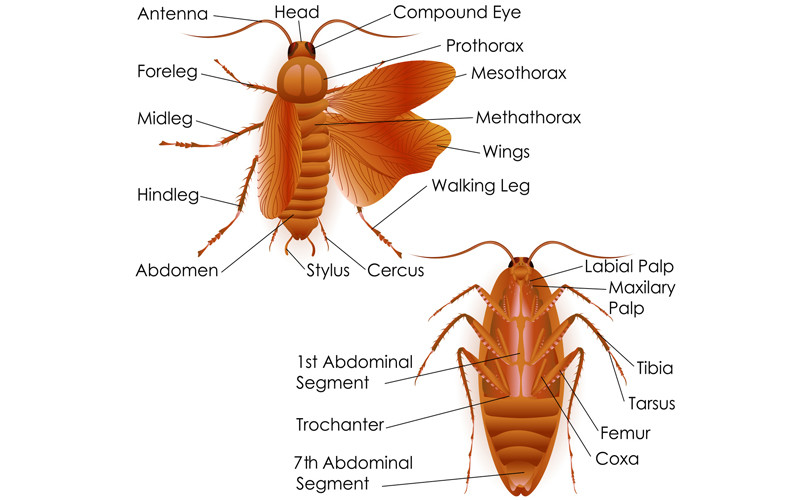 Anatomy of an Insect