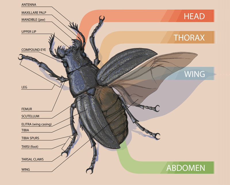Anatomy of an Insect