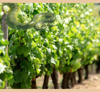 animal world reptile snake