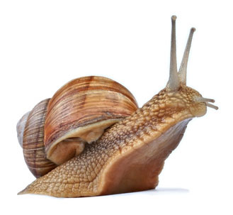 animal world snail