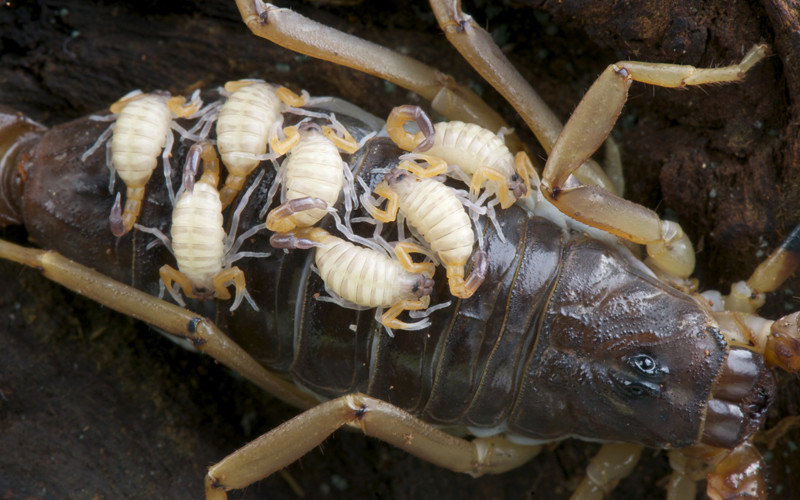 Arthropods