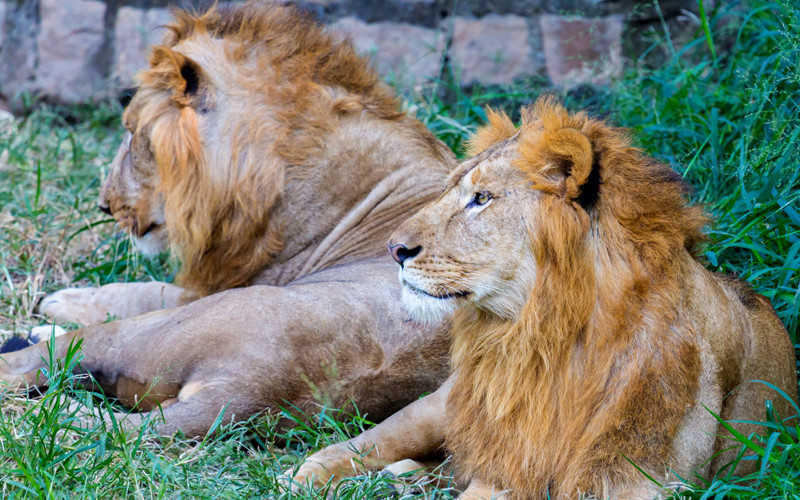 Lion - King of Forest