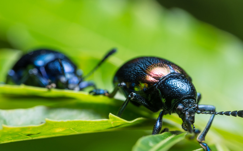 Beetles