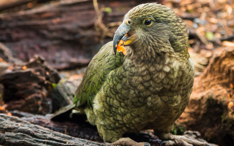 Kakapo