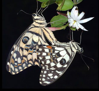 butterfly mating