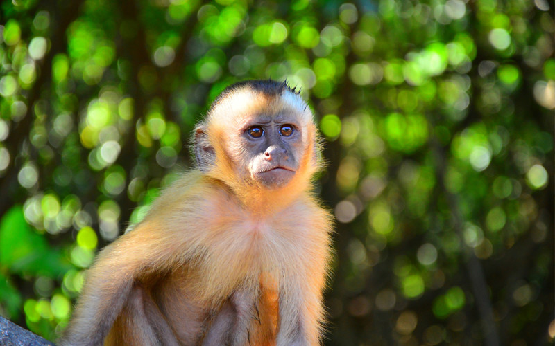 Cao Vit Crested Gibbon