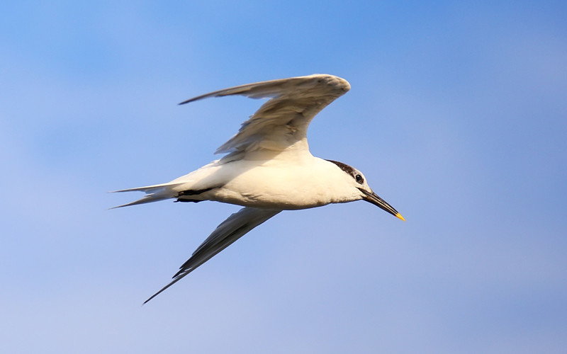 Chinese Crested Tern