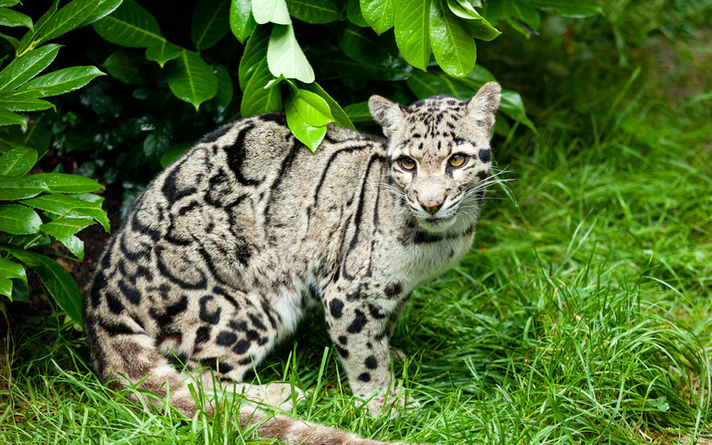 Clouded Leopard