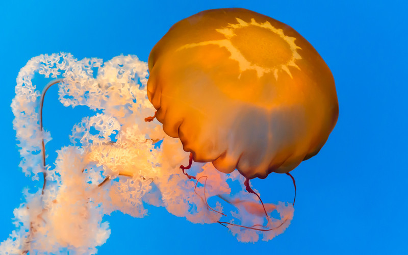 Cnidaria