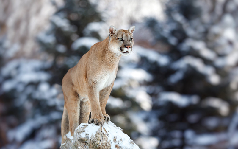 Cougar