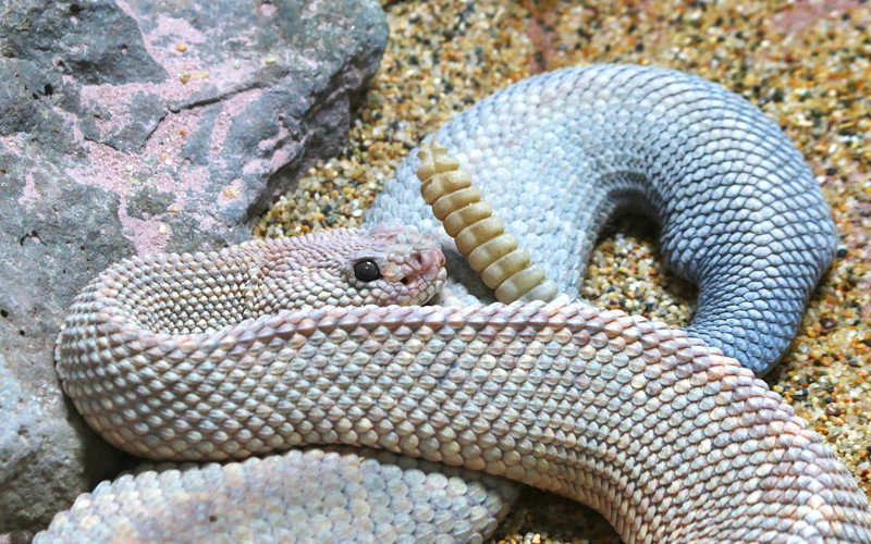 Crotalus durissus unicolor