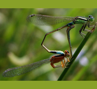 damselfly mating