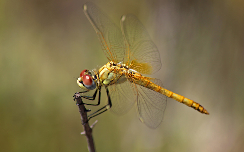 Dragonflies