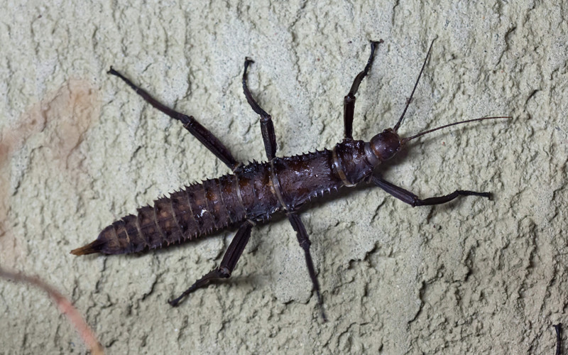 Dryococelus Australis