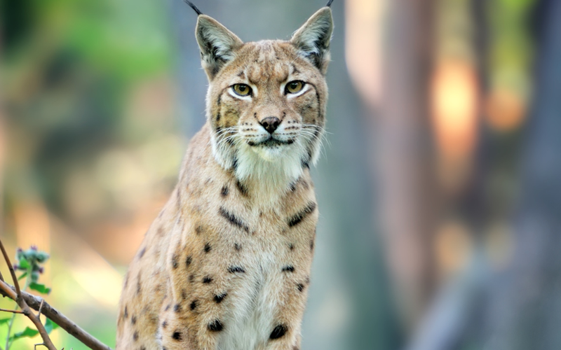 Eurasian Lynx