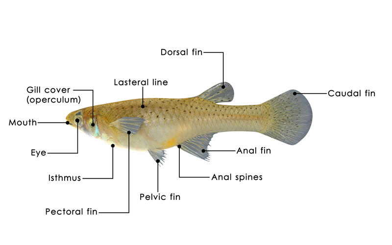 External Fish Anatomy