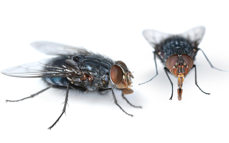 Flies