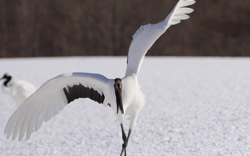 Crane - Stylish earthly bird