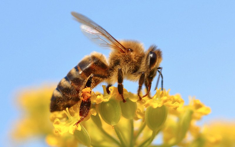 Insect friend - Honey bee