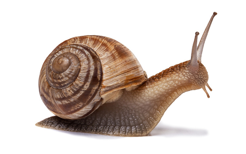 Snail - a beauty