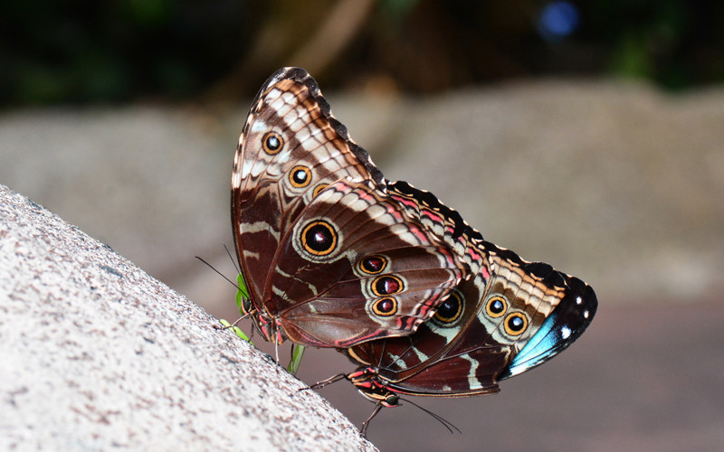 Butterfly Mating