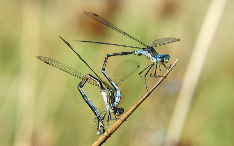 Yellow Damselfly Mating