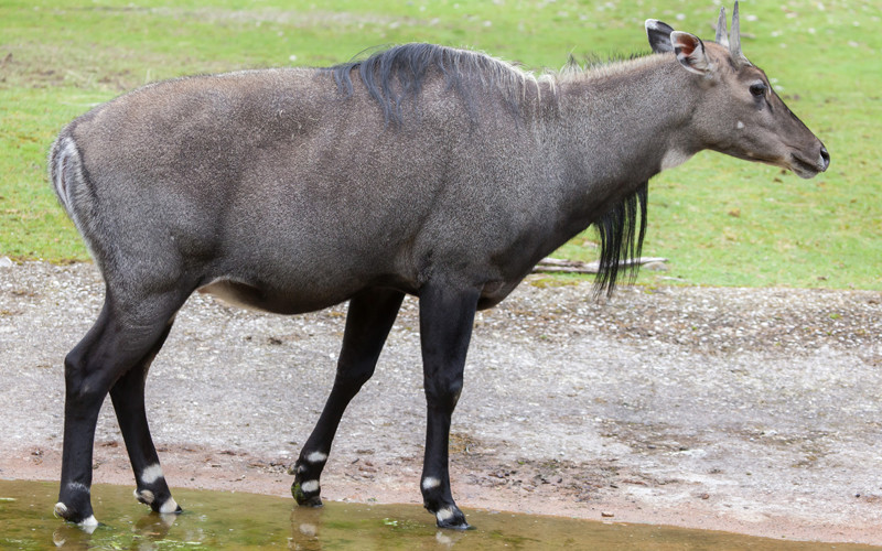 Nilgai on Move