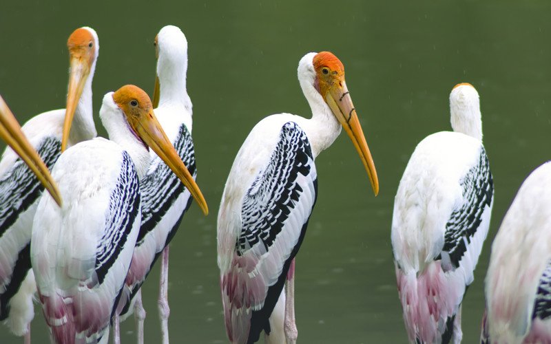 Painted Stork - Broad Winged Soaring Bird