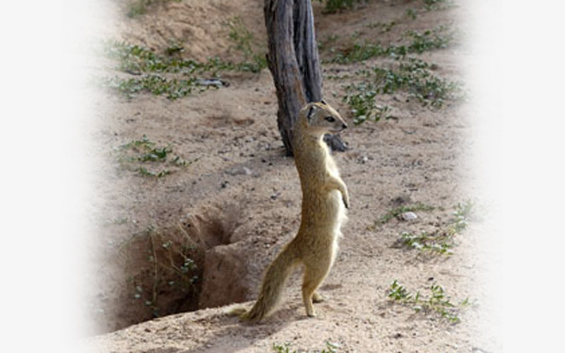South African Ground Squirrel