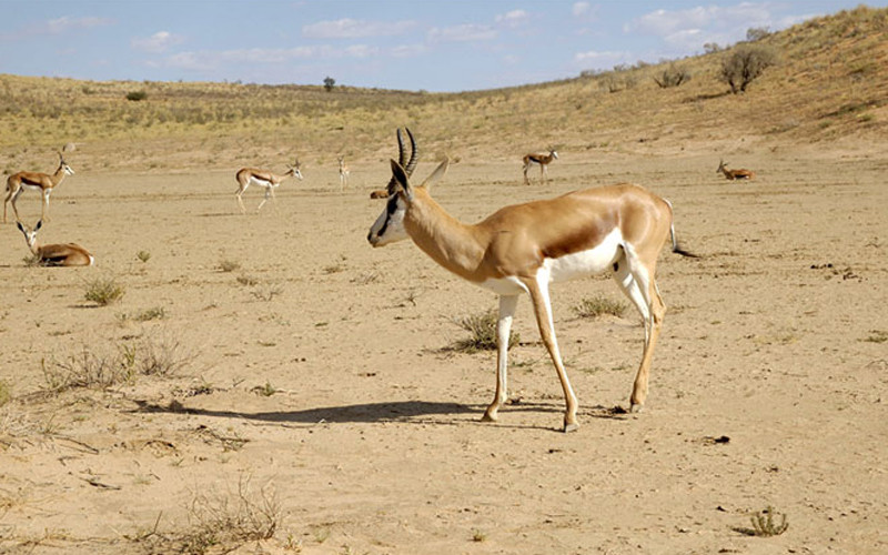 South African Impala