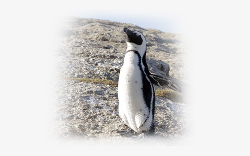 South African Penguin