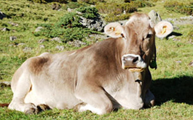 Swiss Cow