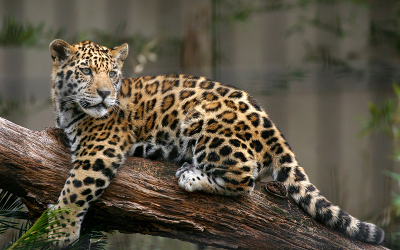Jaguar