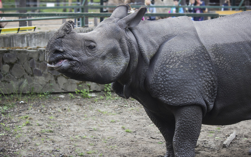 Javan Rhinoceros