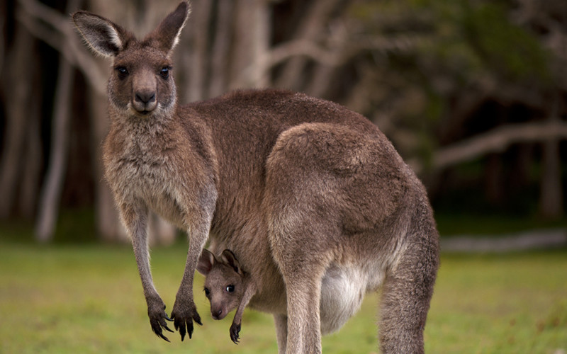 Kangaroo