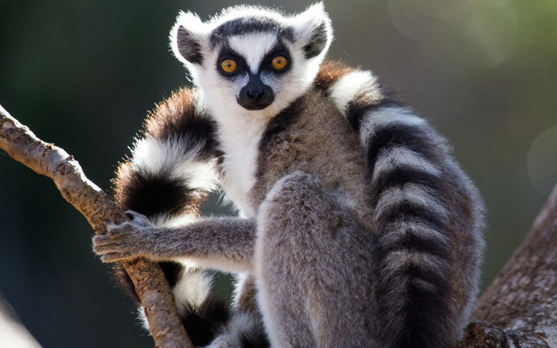 Lemur