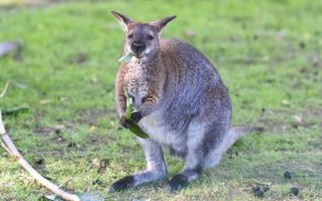 mammal kangaroo in animals worlds
