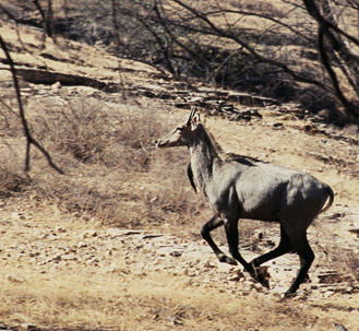 nilgai on move