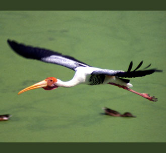 painted stork