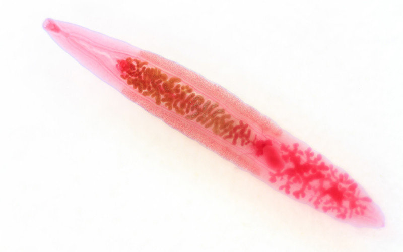 Platyhelminthes