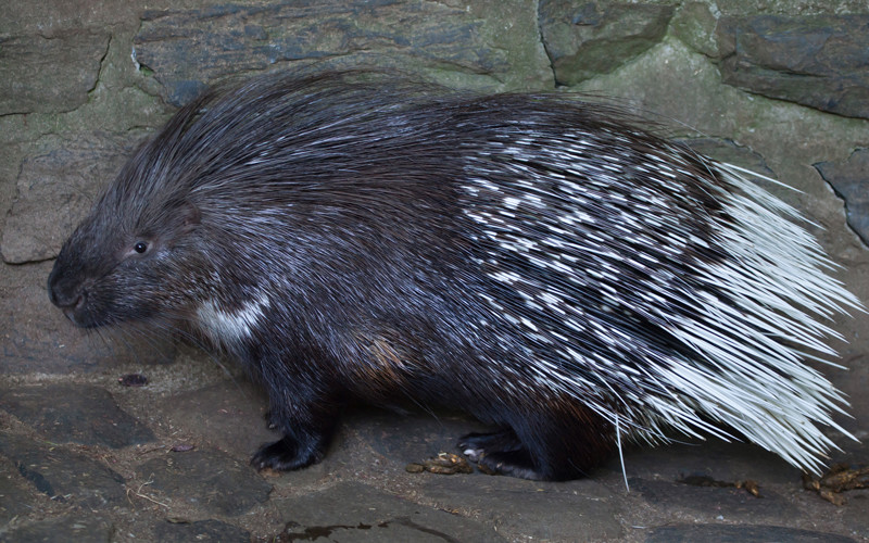 Porcupines