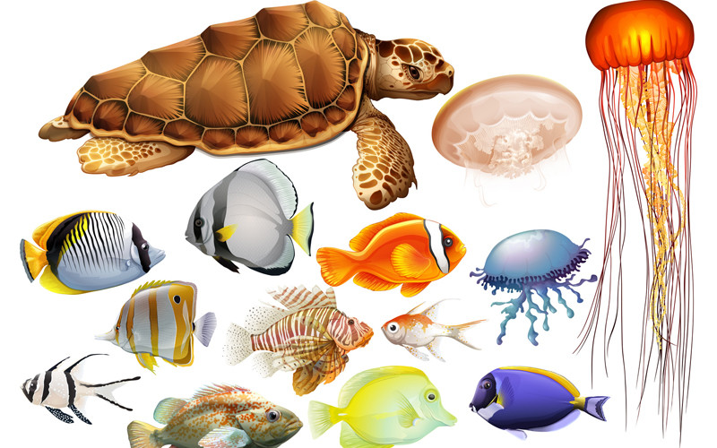 Sea Animals