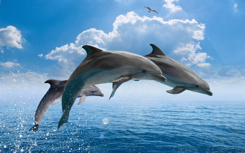 Sea Dolphin