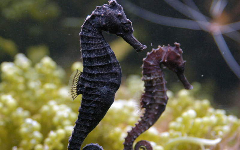 Sea Horse