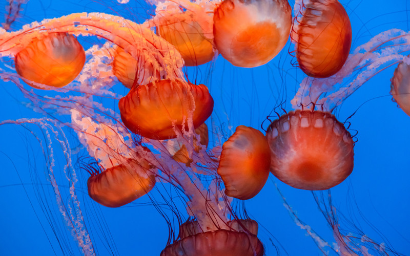 Sea Jelly Fish