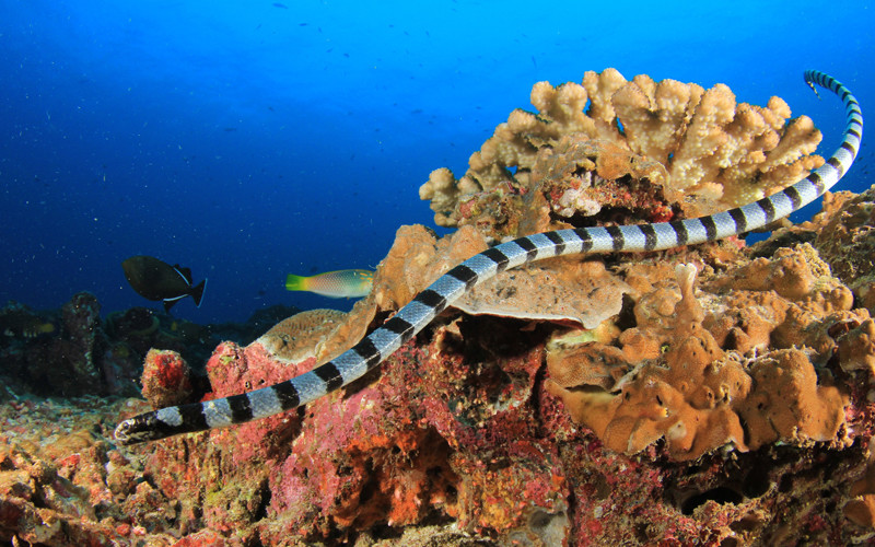 Sea Snake