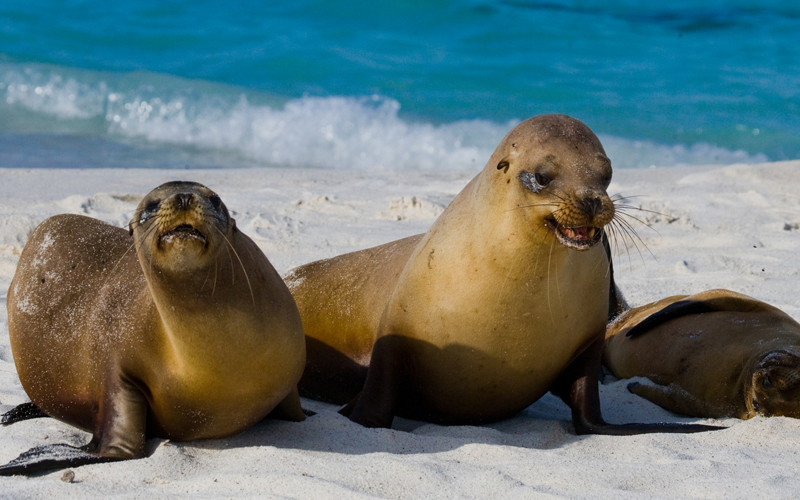 Seal Lions