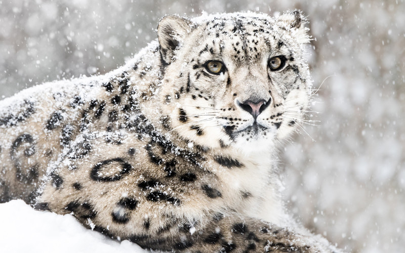 Snow Leopard